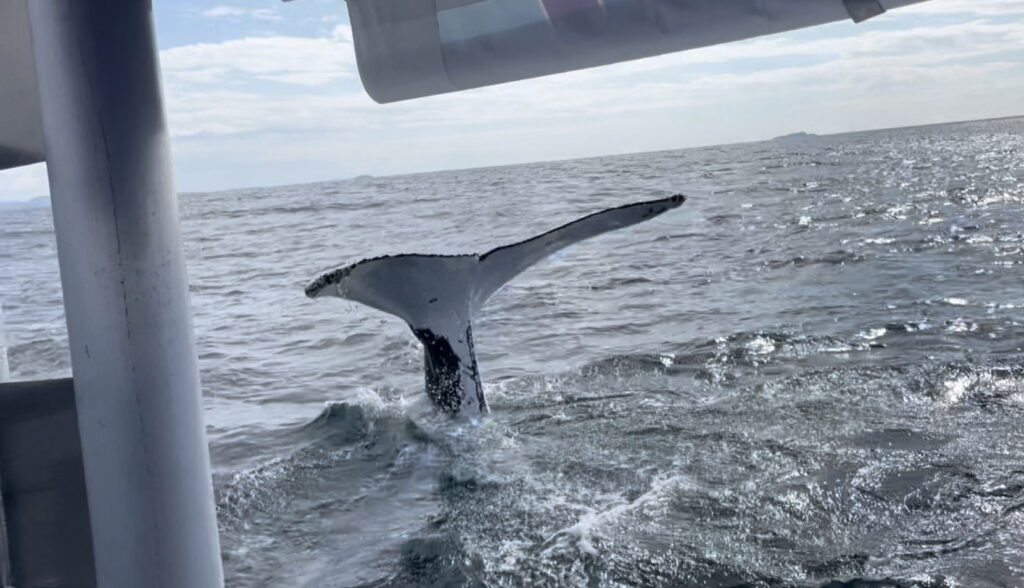 humpback Whale tail Close to Mega wild