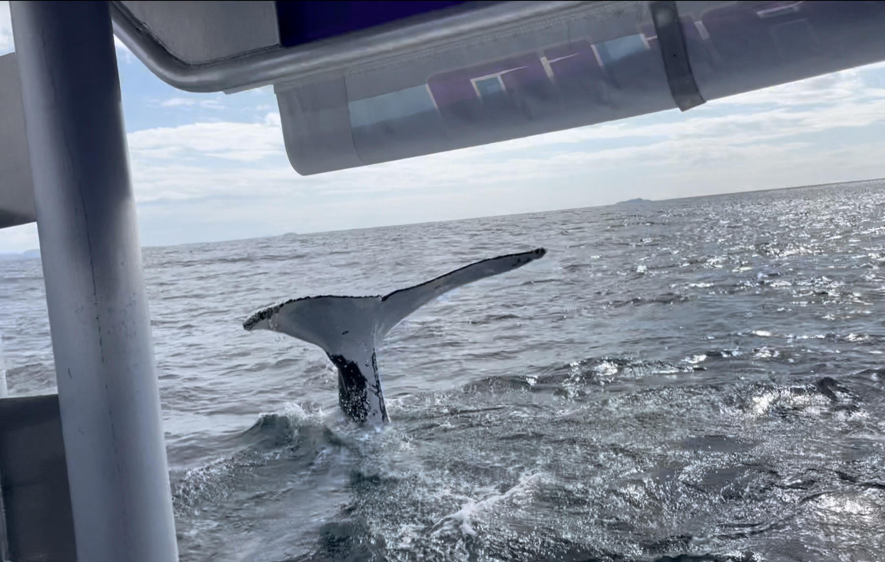 whale watch 20.8.21