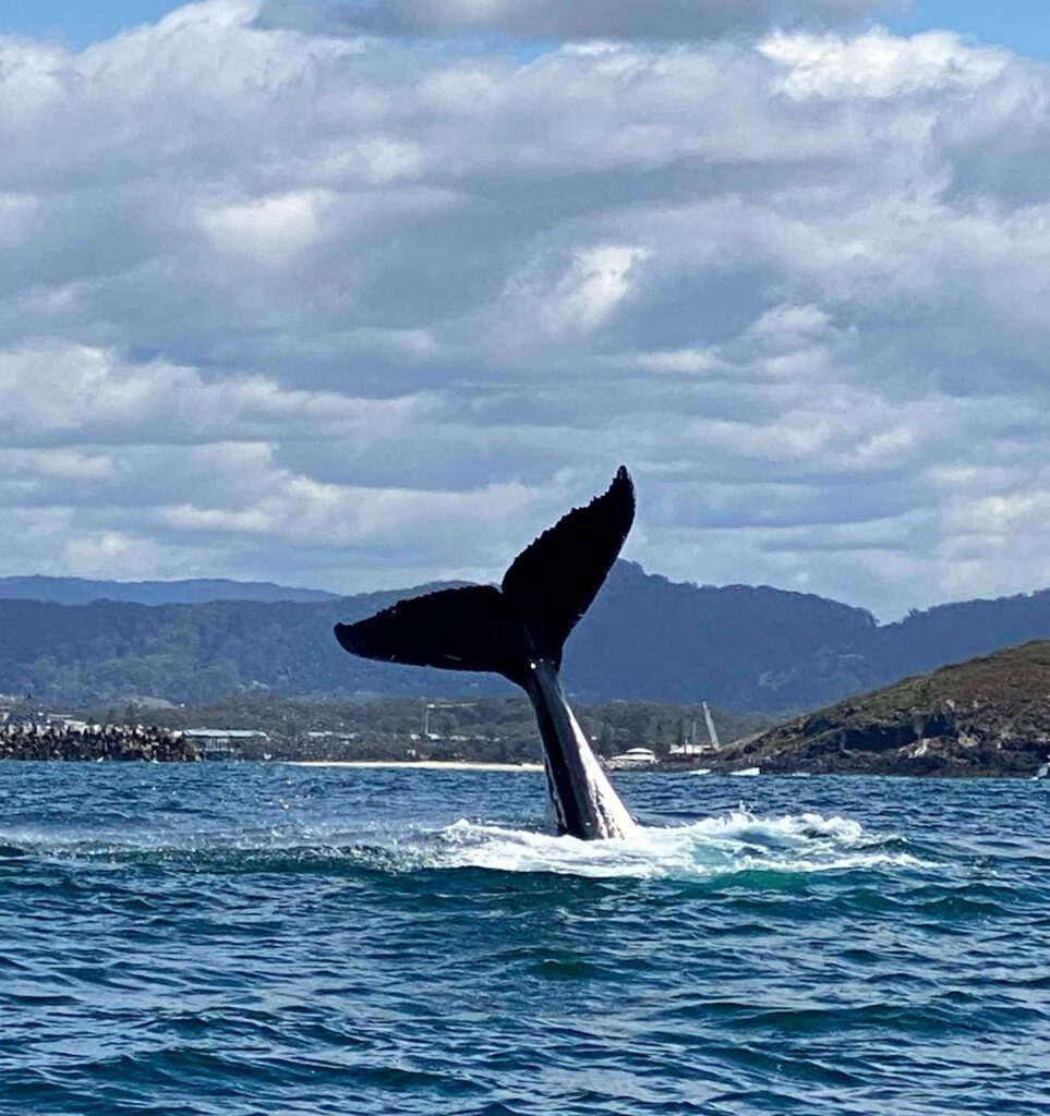 Whale Tail off Coffs Harbour Coast