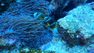 Tara’s Fave Fish Friday – Barrier Reef Anenome Fish