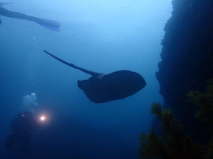 2nd November 2011 – Hammerheads and Semicircle Angelfish on the first dive of November