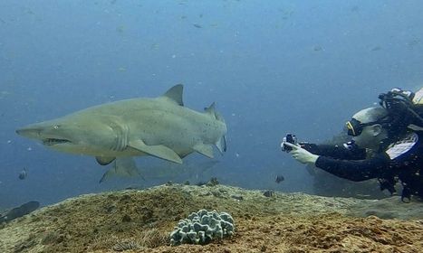 Grey nurse shark and diver