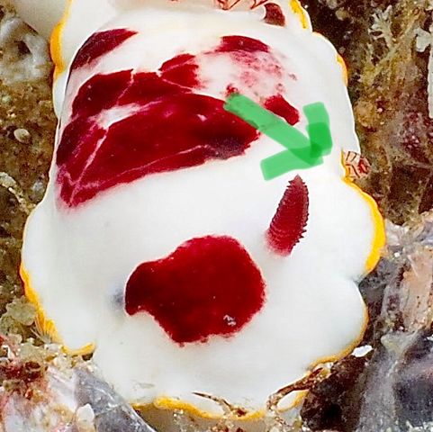 nudibranch white and red