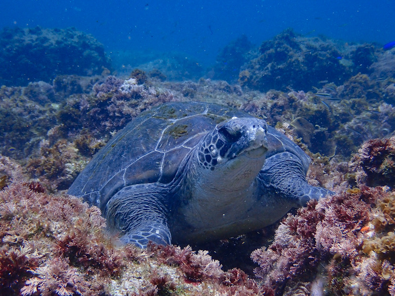 Green Sea Turtle at the Gap South Solitary