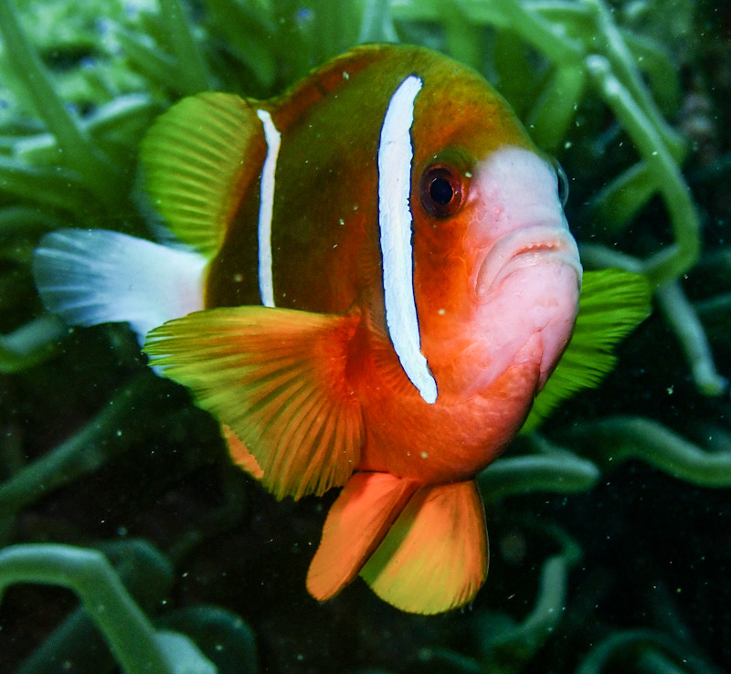 Grumpy Clownfish (L Devery December 2021) 
