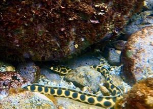 23rd December 2021 – Shark Central at South Solitary!