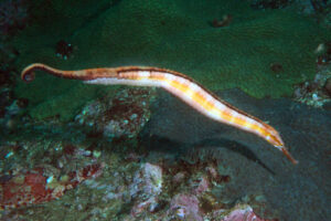 11th January 2022 – Pipefish Greets Divers!