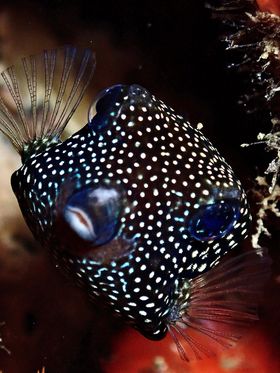 Black Boxfish