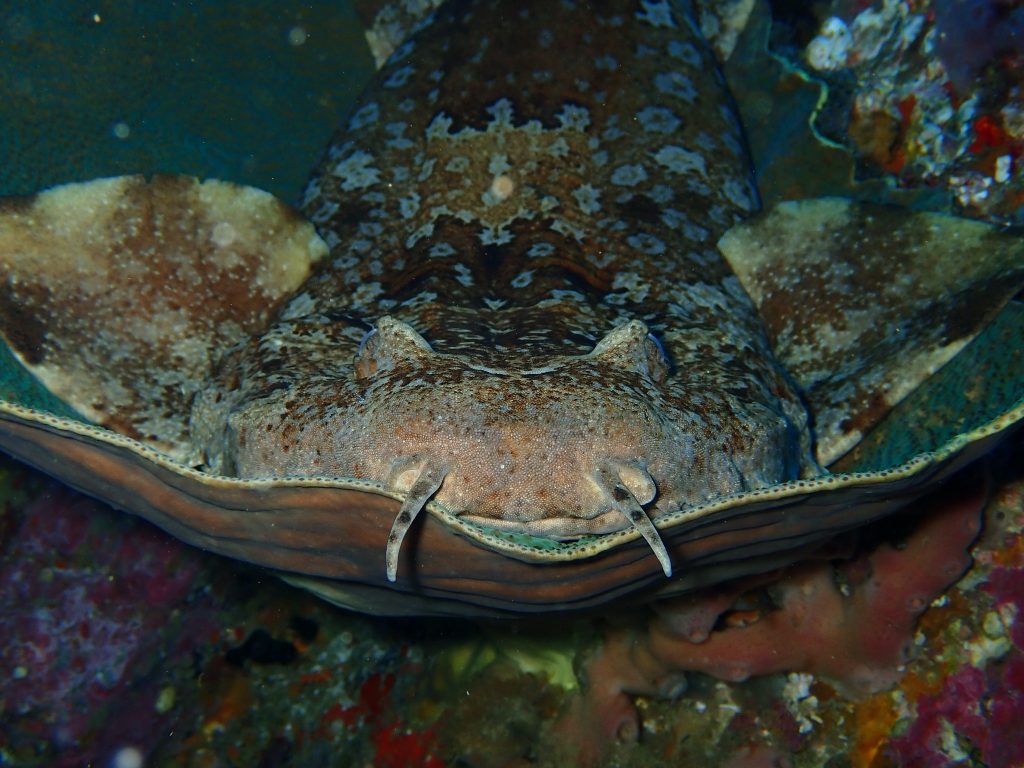 wobbegong