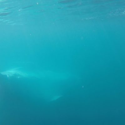 humpback whale swim