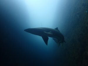 Grey Nurse Shark