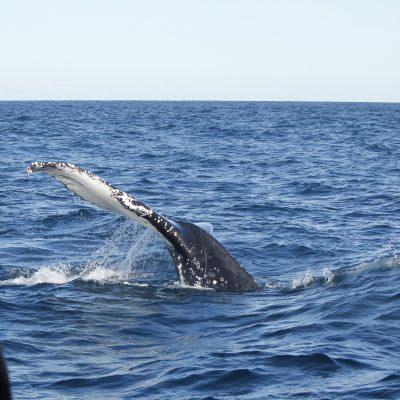 Humpback Whale Pectoral Fin (N Page August 2021)