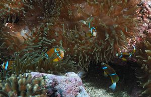 Anemone fish at Anenome Bay (June 2020)