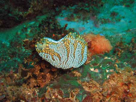ascidian sea squirt