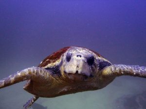 Barney Loggerhead turtle