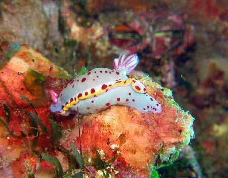nudibranch pink and white