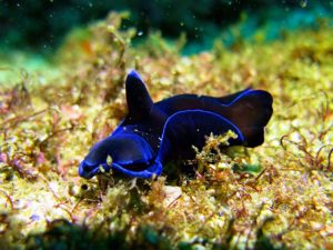 blue nudibranch