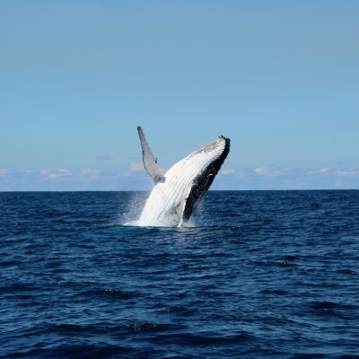 Breaching Humpback Whale