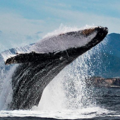 Breaching Humpback Whale Bryce Forest