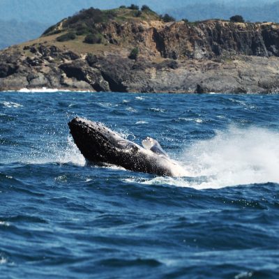 humpback whale