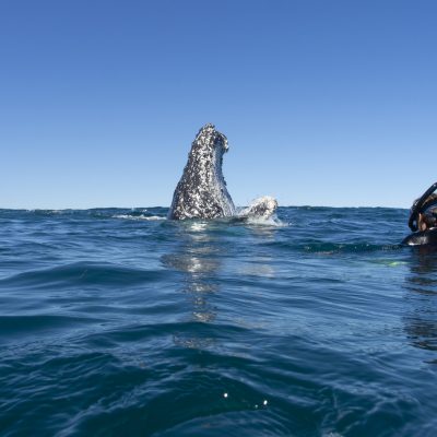 spy hop humpback whale swim