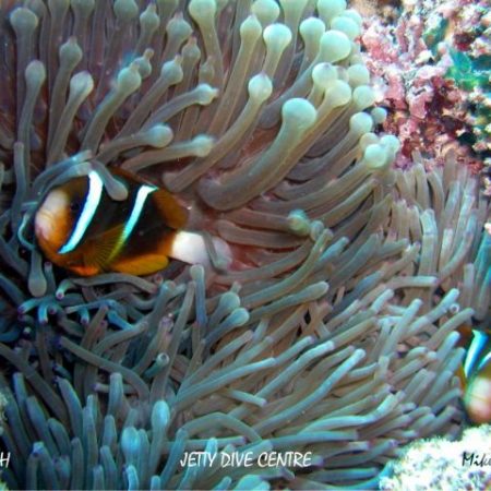 anemone fish