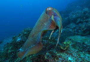 cuttlefish