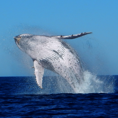 humpback whale breach