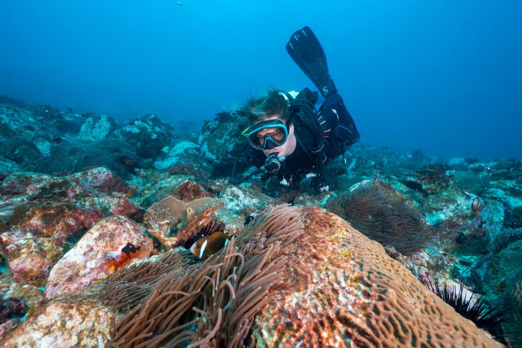 diver and anemonefish