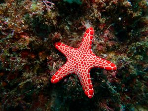 red star fish