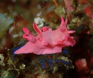 pink nudibranch