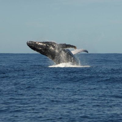 humpback whale breach