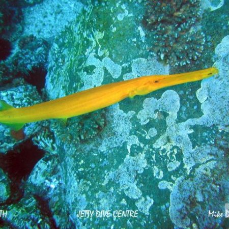 yellow trumpetfish