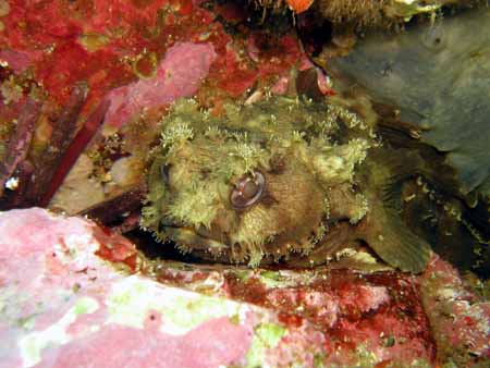 Eastern frogfish