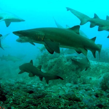 grey nurse shark