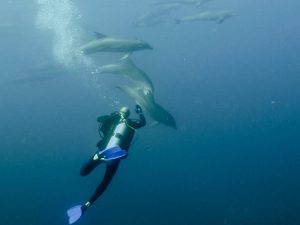 galapagos islands dolphins