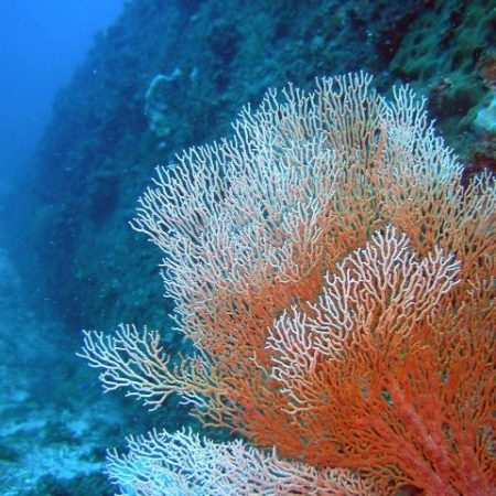 gorgonian coral