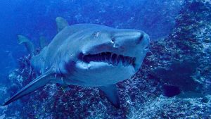 grey nurse shark