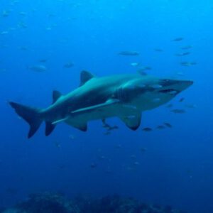 11th October 2026 – Sensational Sunday Scuba