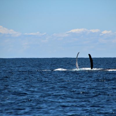whale on back pec fins
