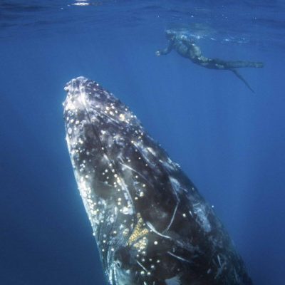 humpback whale swim