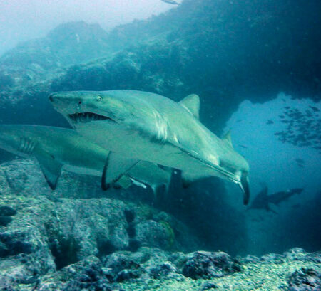 Grey Nurse Sharks at Manta Arch