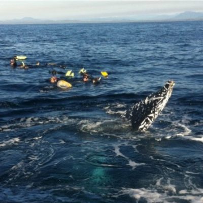 humpback whale swimmers