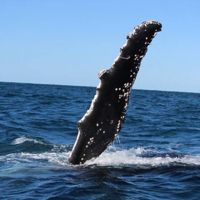 humpback whale pec fin