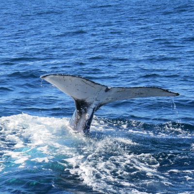 humpback whale fluke