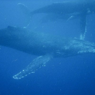 humpback whales