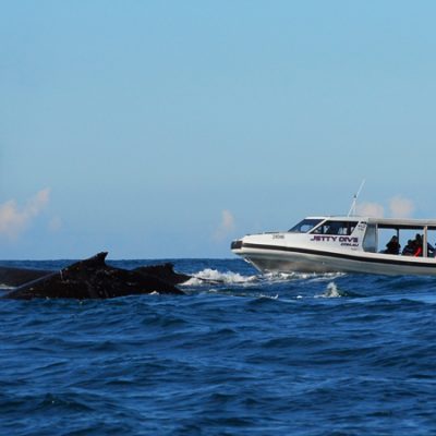 wild fin whale watching