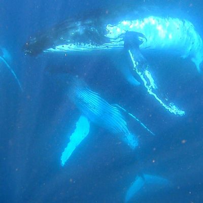 Humpback Whale Swim - Whales underwater (K Mercer Aug 2018)
