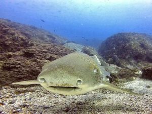 2nd February 2022 – Divers Swim with Leopard Sharks!