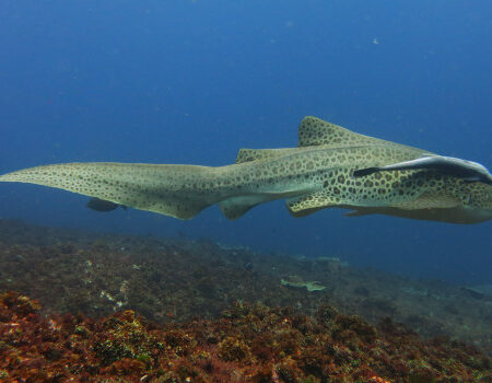 Leopard Shark and Remora, South Solitary Island